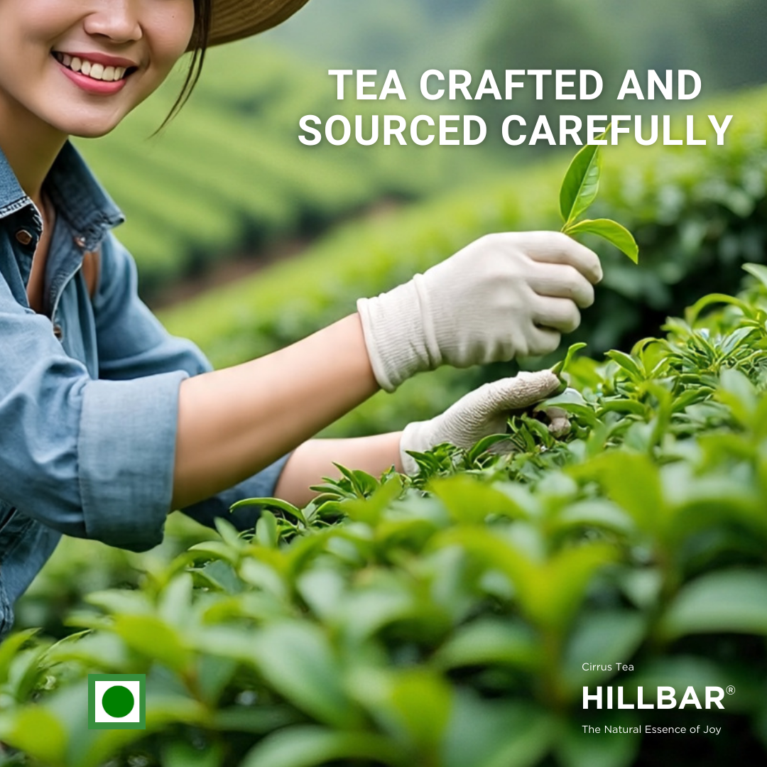 Tulsi (Basil) - Image 8